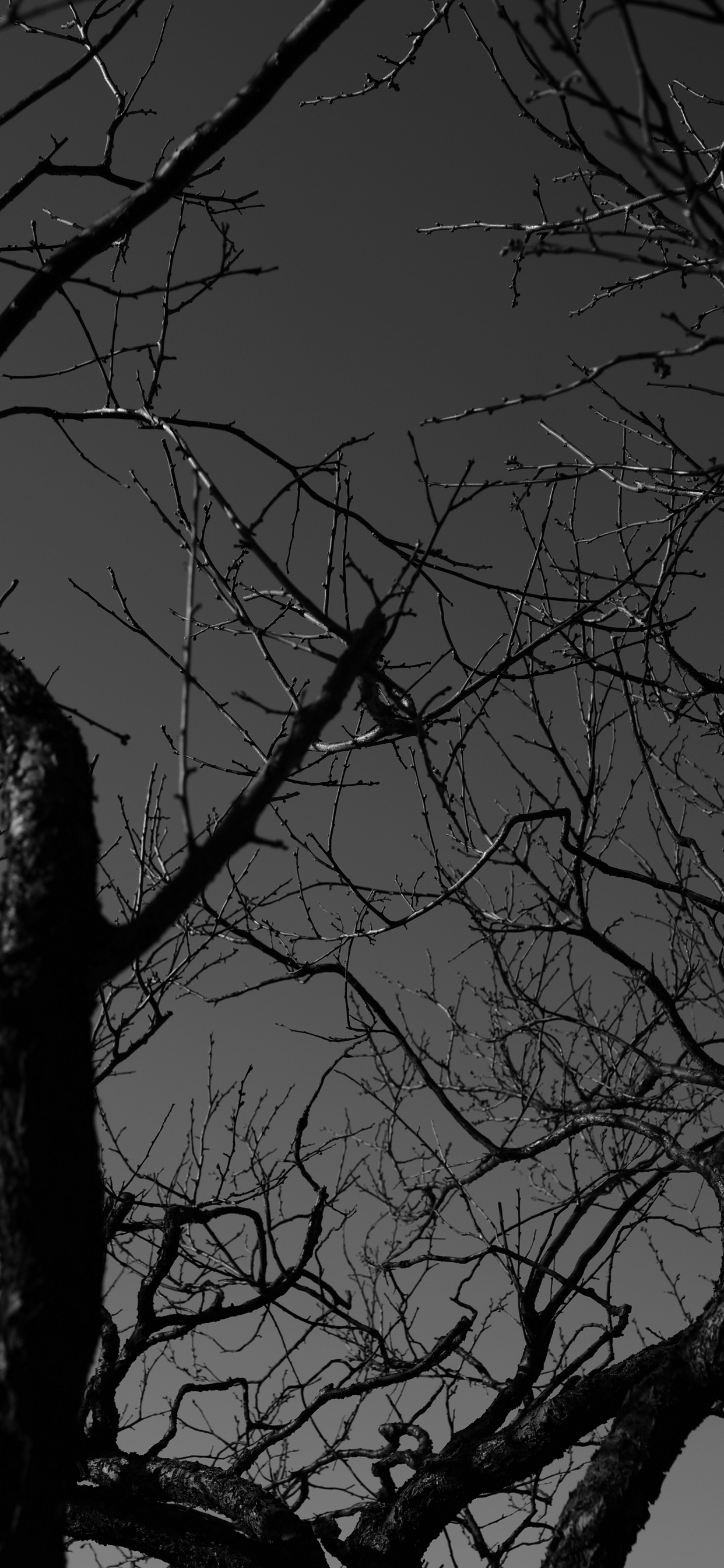 Обои монохромный, прут, черный, природа, ночь в разрешении 1242x2688