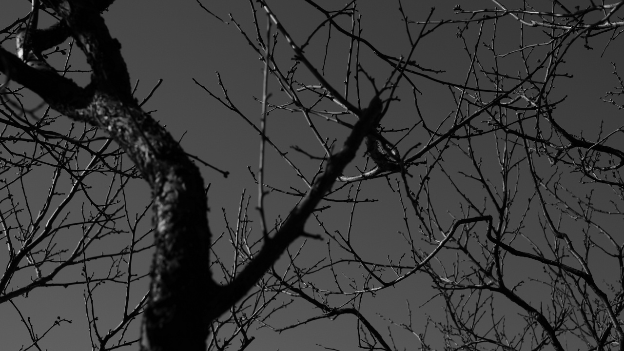 Обои монохромный, прут, черный, природа, ночь в разрешении 1280x720