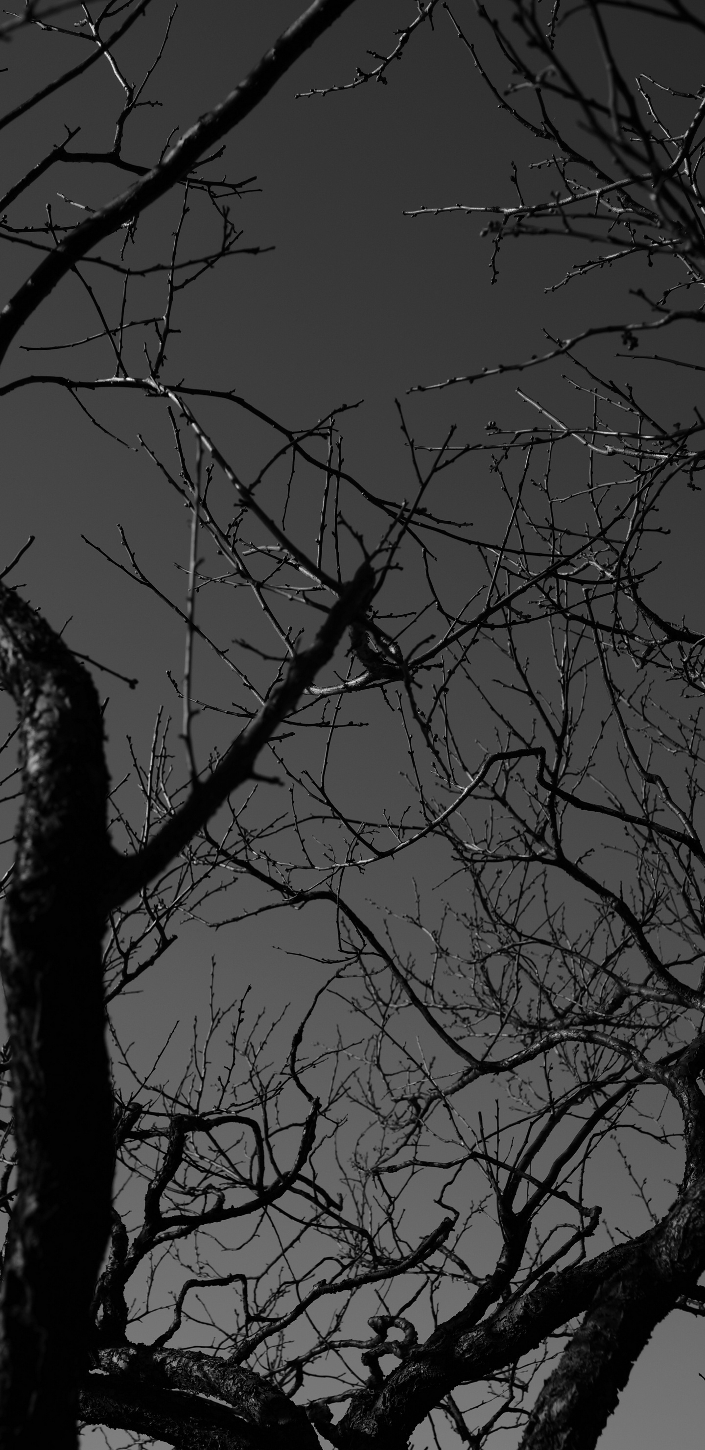 Обои монохромный, прут, черный, природа, ночь в разрешении 1440x2960