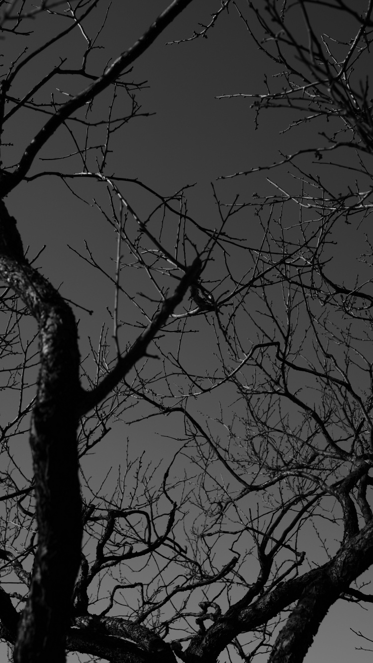 Обои монохромный, прут, черный, природа, ночь в разрешении 750x1334