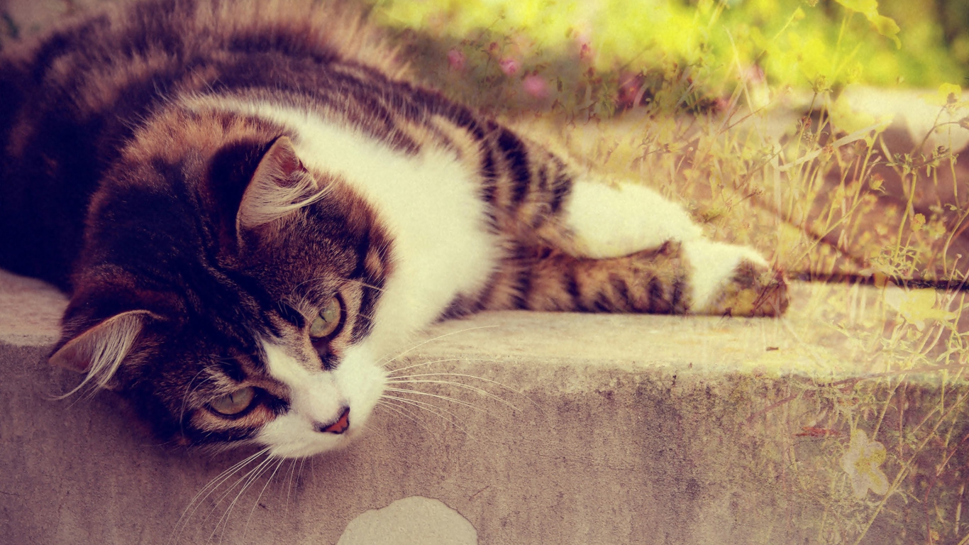 Обои кот, котенок, морда, животные, фауна в разрешении 1366x768