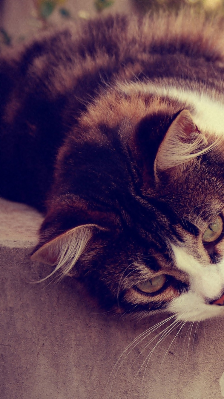 Обои кот, котенок, морда, животные, фауна в разрешении 750x1334