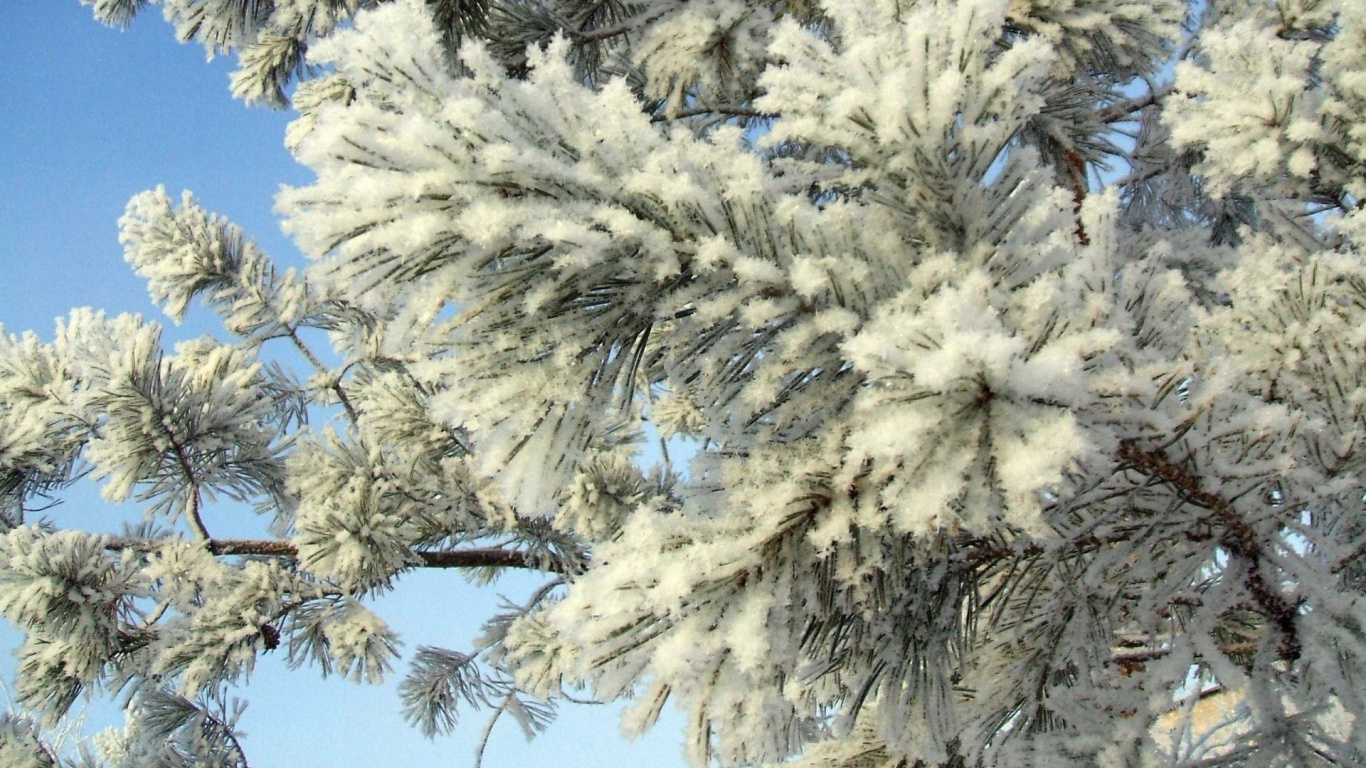 Обои зима, снег, мороз, дерево, замораживание в разрешении 1366x768