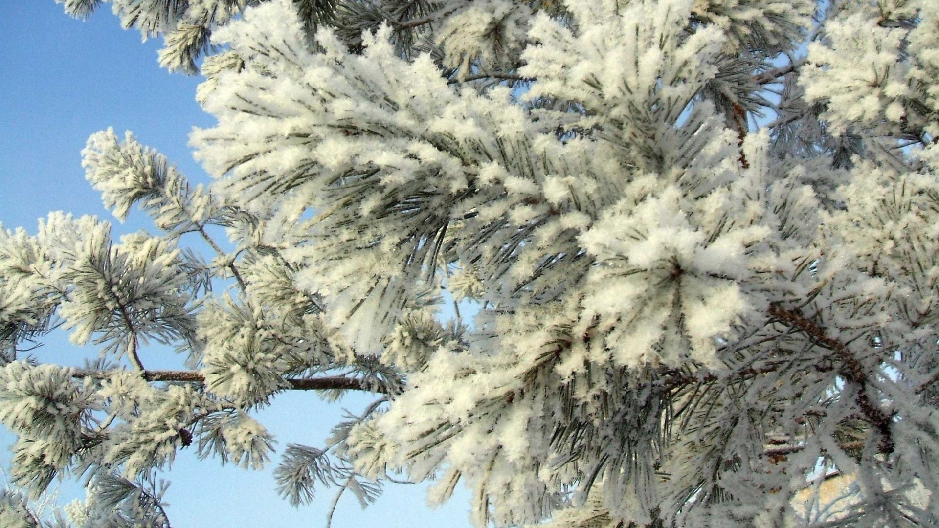 Обои зима, снег, мороз, дерево, замораживание в разрешении 1920x1080