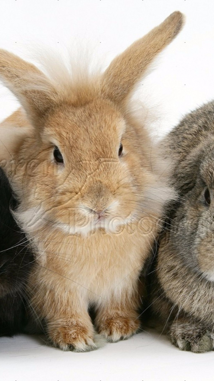 Обои кролик, заяц, лёгкий кролик, ЛОП кролик, морда в разрешении 750x1334