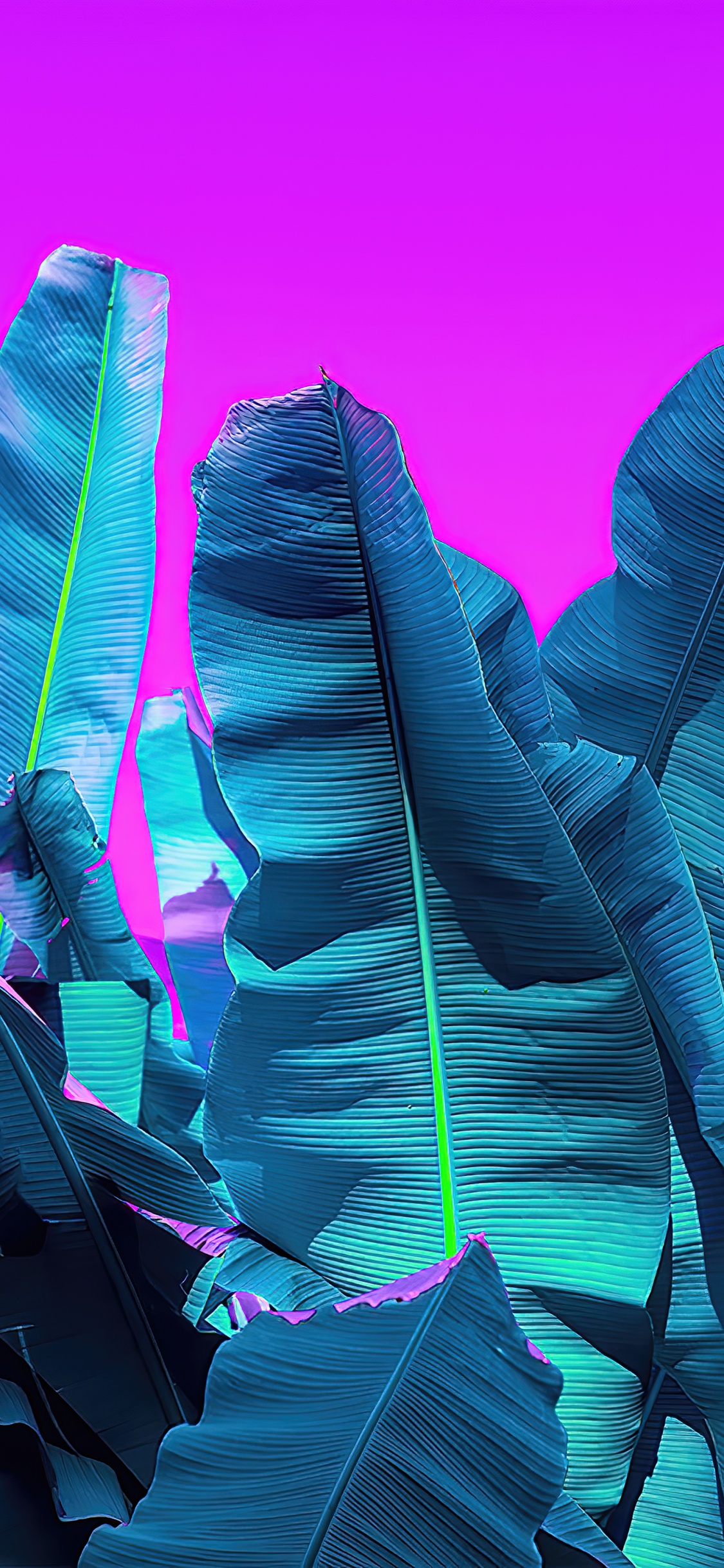 Обои парикмахерская рио, лазурный, пурпур, розовый, Фиолетовый в разрешении 1125x2436