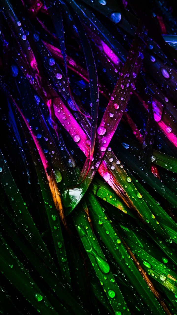 Обои свет, вода, пурпур, Фиолетовый, наземное растение в разрешении 720x1280