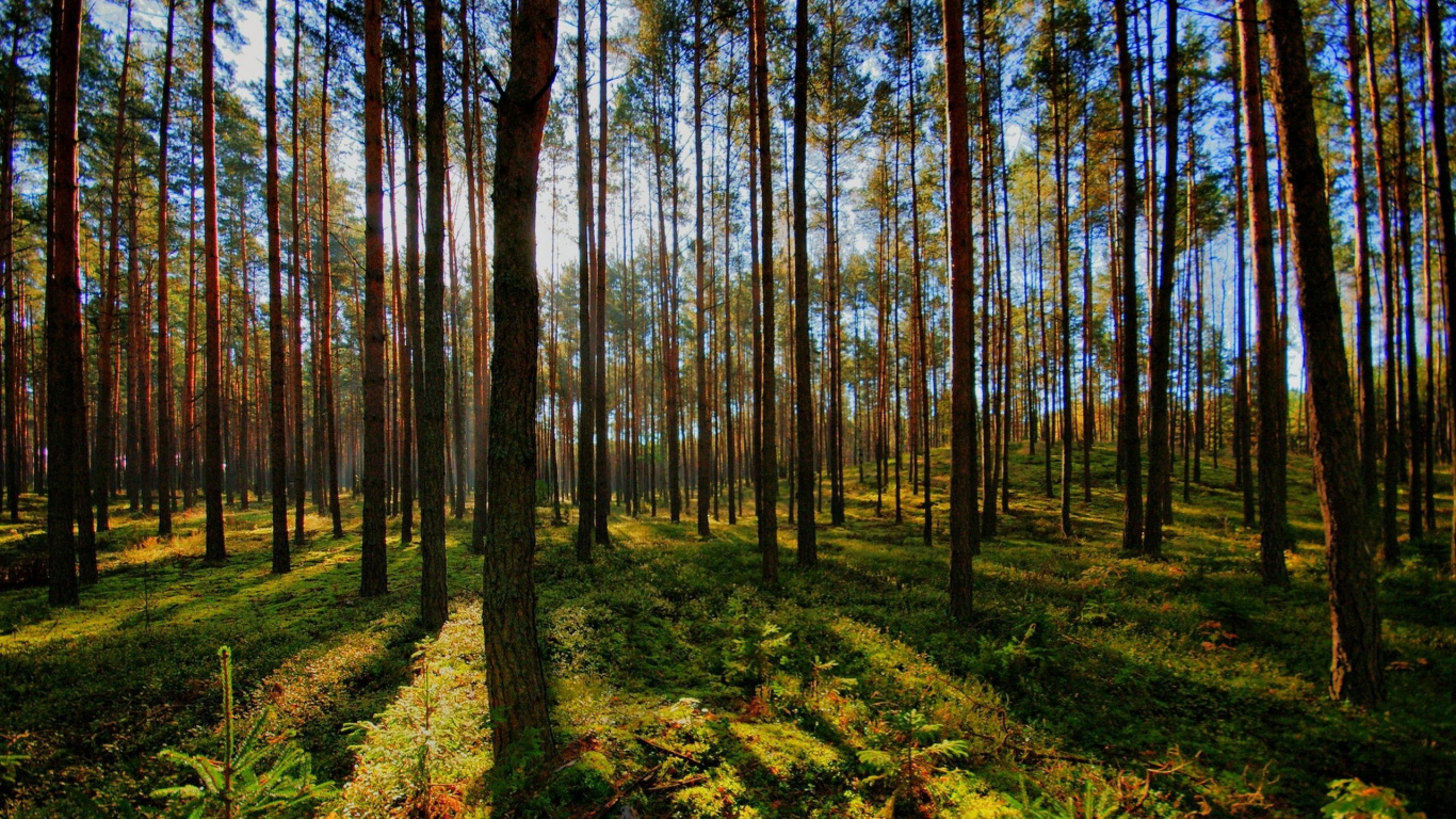 Обои дерево, лес, лесистая местность, природа, хвойными лесами в разрешении 1366x768
