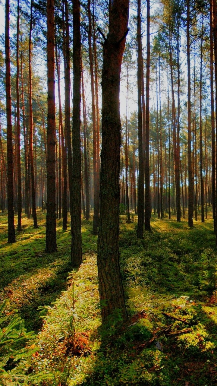 Обои дерево, лес, лесистая местность, природа, хвойными лесами в разрешении 720x1280