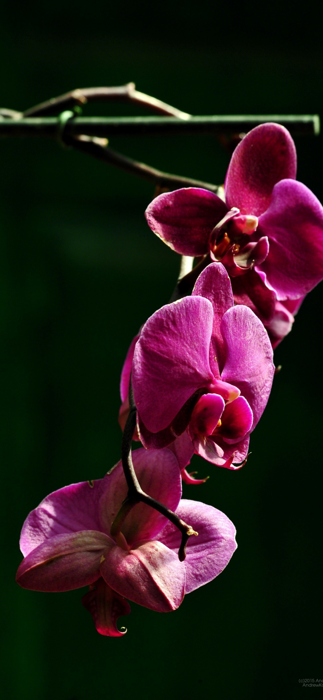 Обои цветок, лепесток, розовый, пурпурный цвет, растение в разрешении 1125x2436