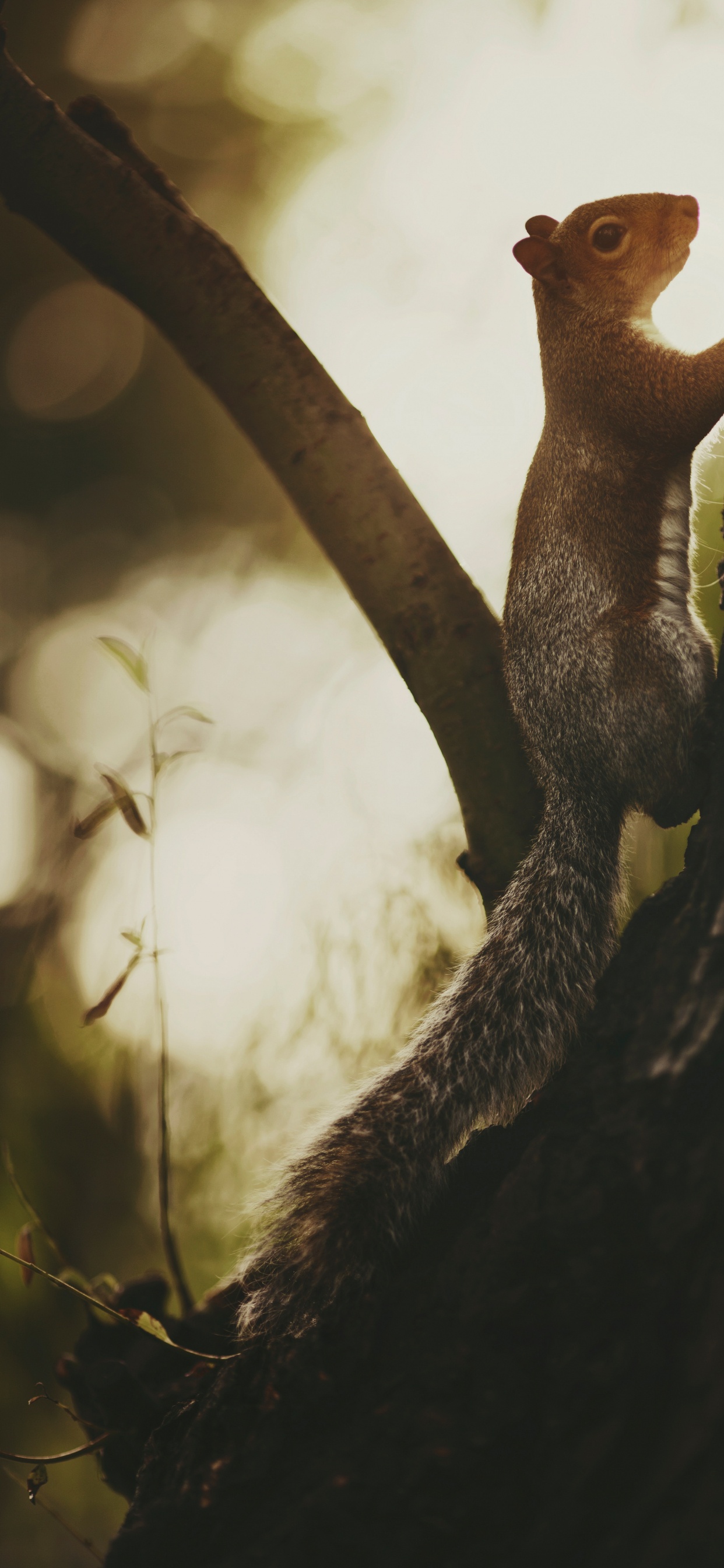 Обои крупный план, прут, древесина, глаз, желтый в разрешении 1242x2688