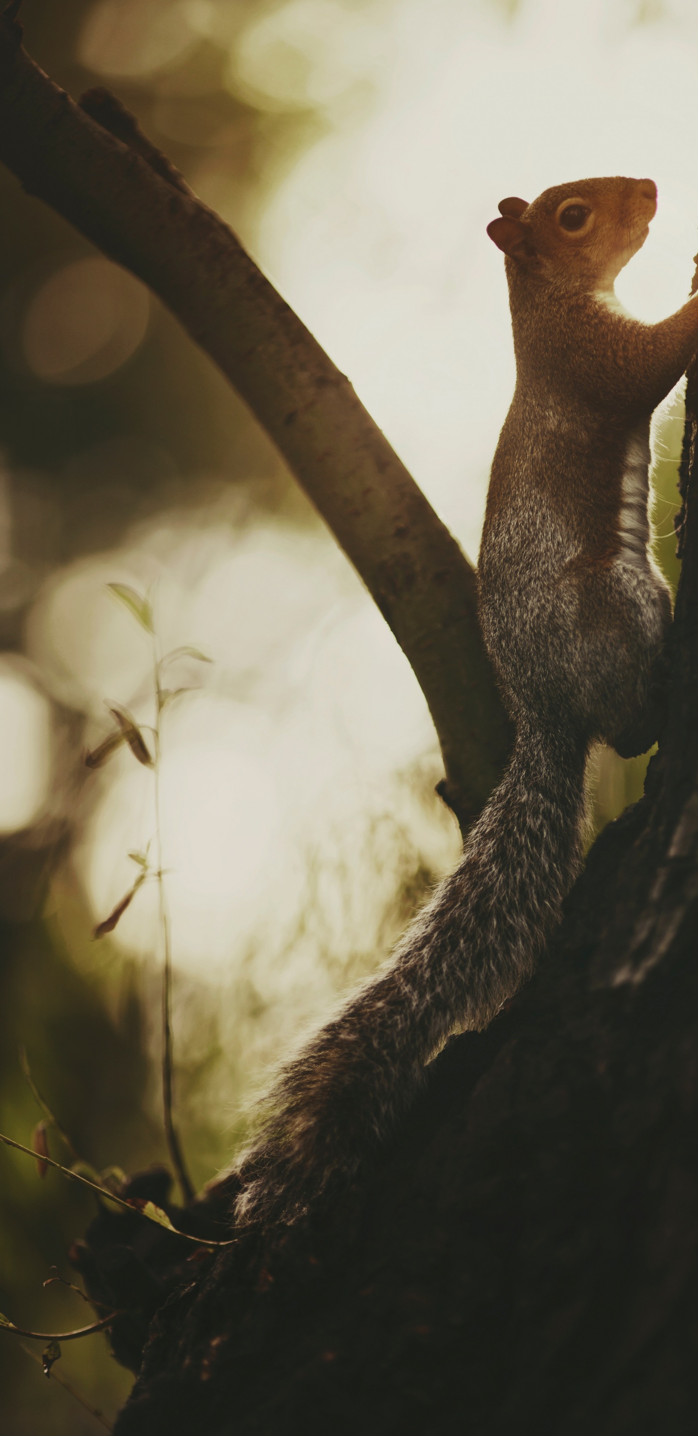 Обои крупный план, прут, древесина, глаз, желтый в разрешении 1440x2960