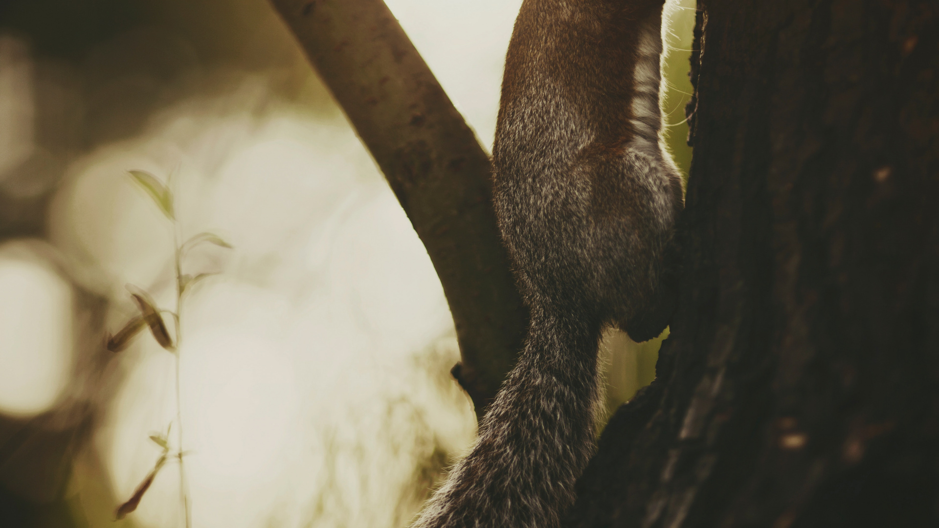 Обои крупный план, прут, древесина, глаз, желтый в разрешении 1920x1080