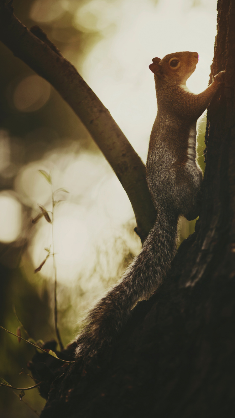 Обои крупный план, прут, древесина, глаз, желтый в разрешении 750x1334