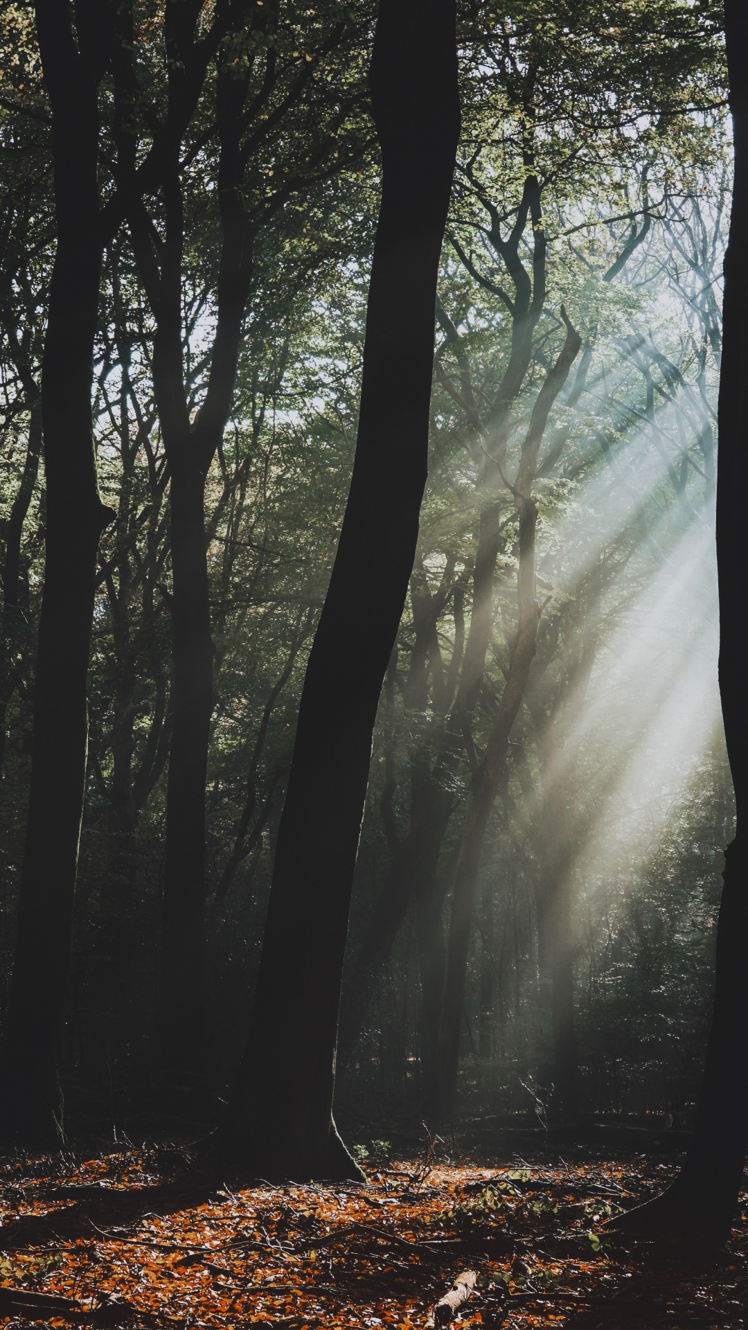 Обои дерево, природный ландшафт, природа, лес, лесистая местность в разрешении 1080x1920