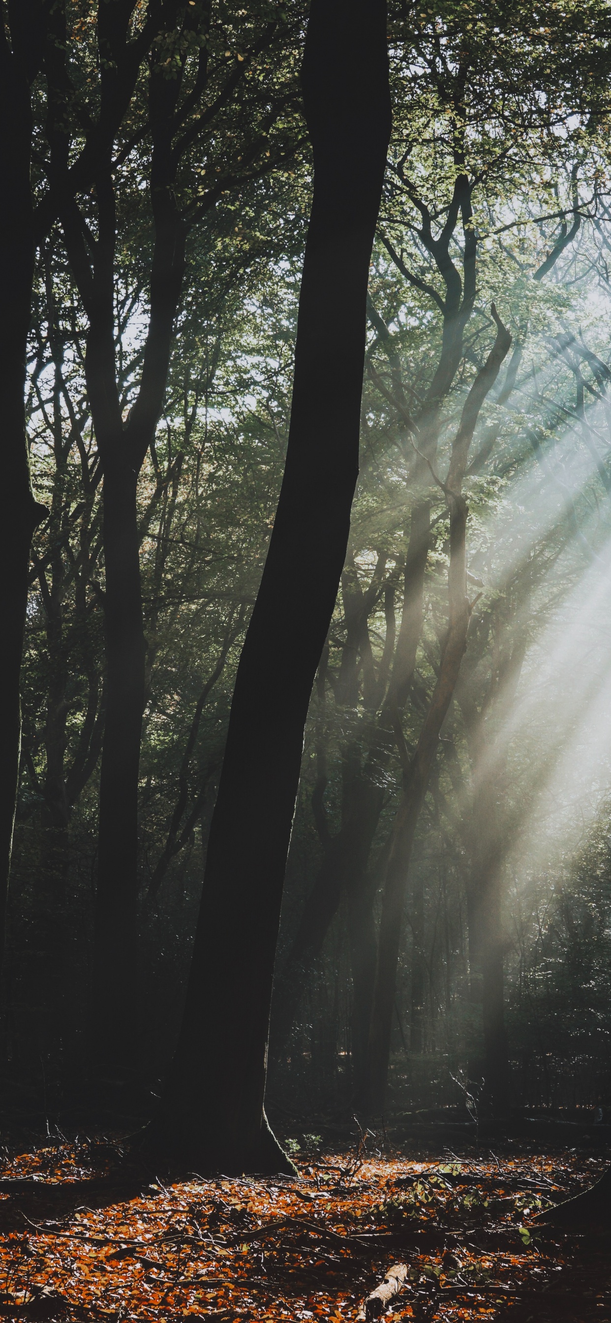 Обои дерево, природный ландшафт, природа, лес, лесистая местность в разрешении 1242x2688