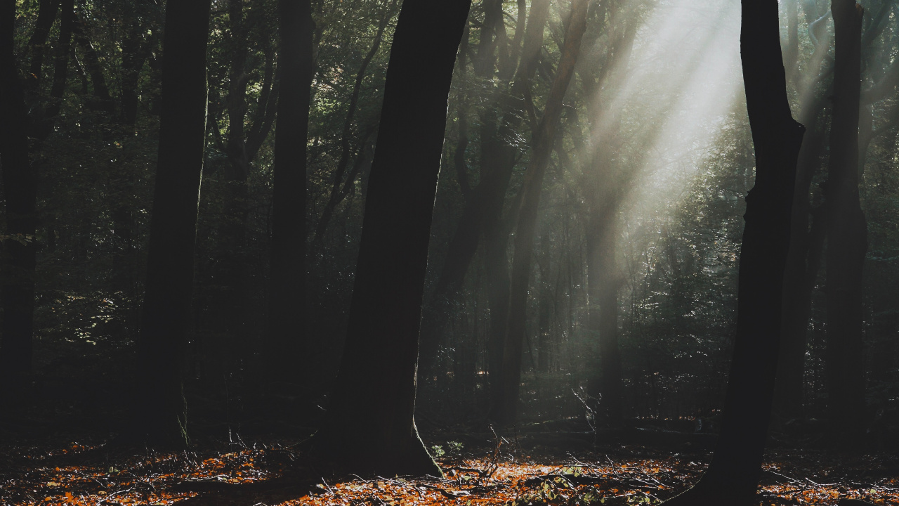 Обои дерево, природный ландшафт, природа, лес, лесистая местность в разрешении 1280x720