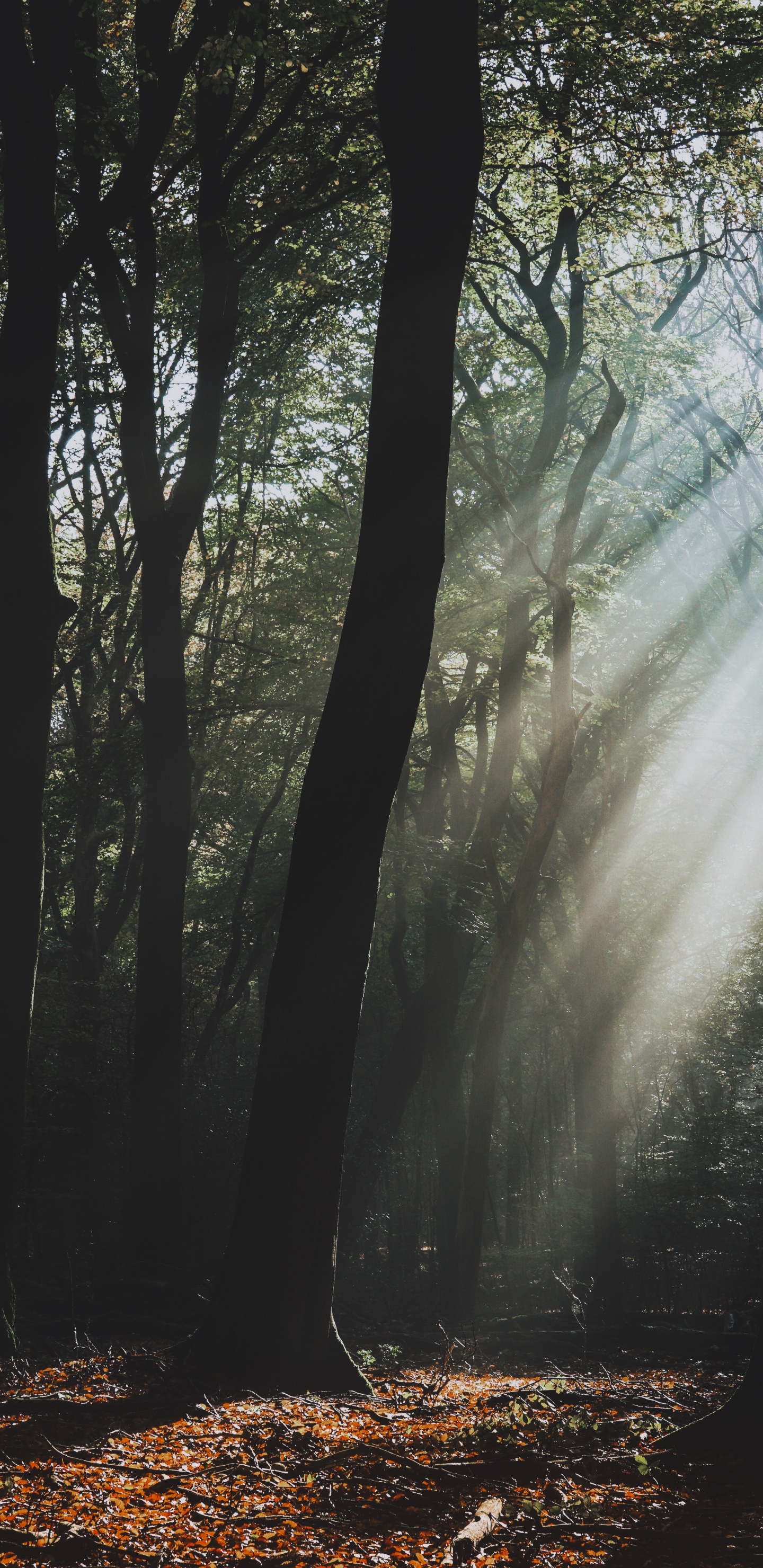 Обои дерево, природный ландшафт, природа, лес, лесистая местность в разрешении 1440x2960