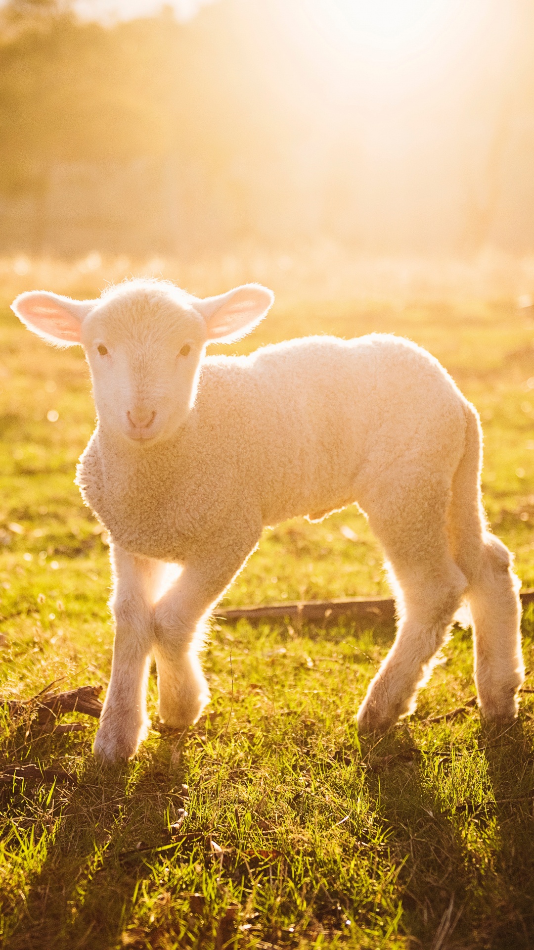 Обои агнец Божий, Пасхальная жертва, солнечный свет, свет, природный ландшафт в разрешении 1080x1920