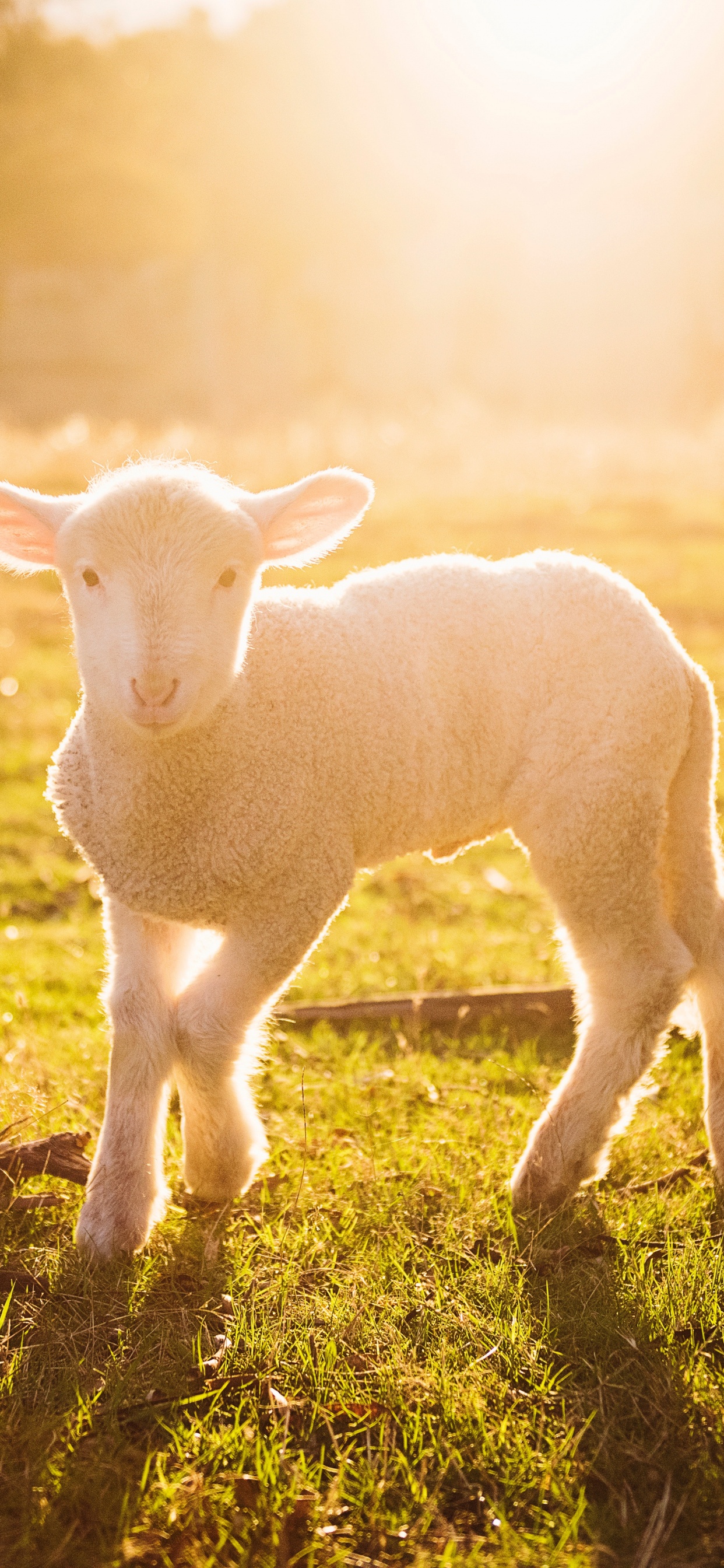 Обои агнец Божий, Пасхальная жертва, солнечный свет, свет, природный ландшафт в разрешении 1242x2688