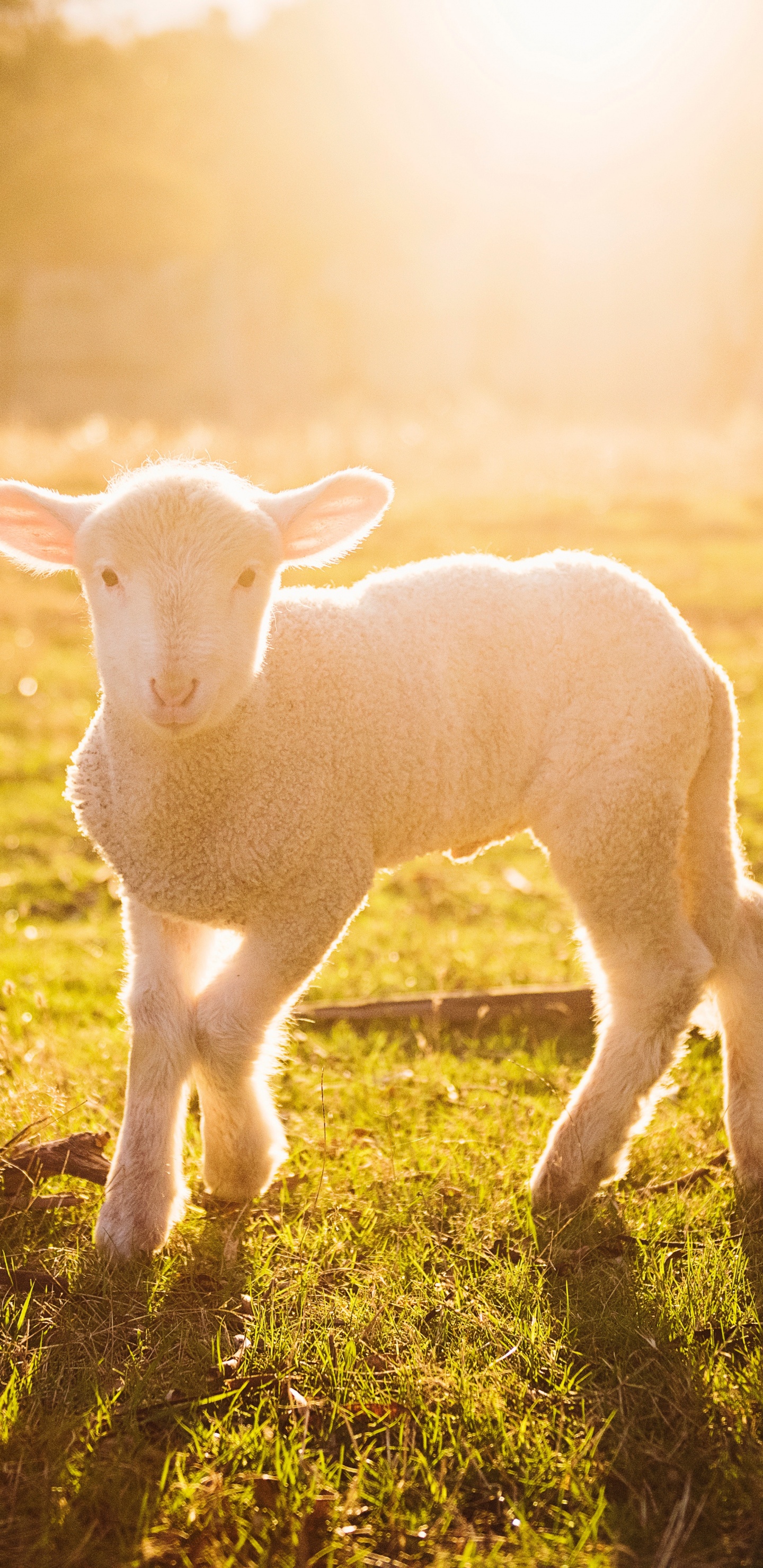 Обои агнец Божий, Пасхальная жертва, солнечный свет, свет, природный ландшафт в разрешении 1440x2960