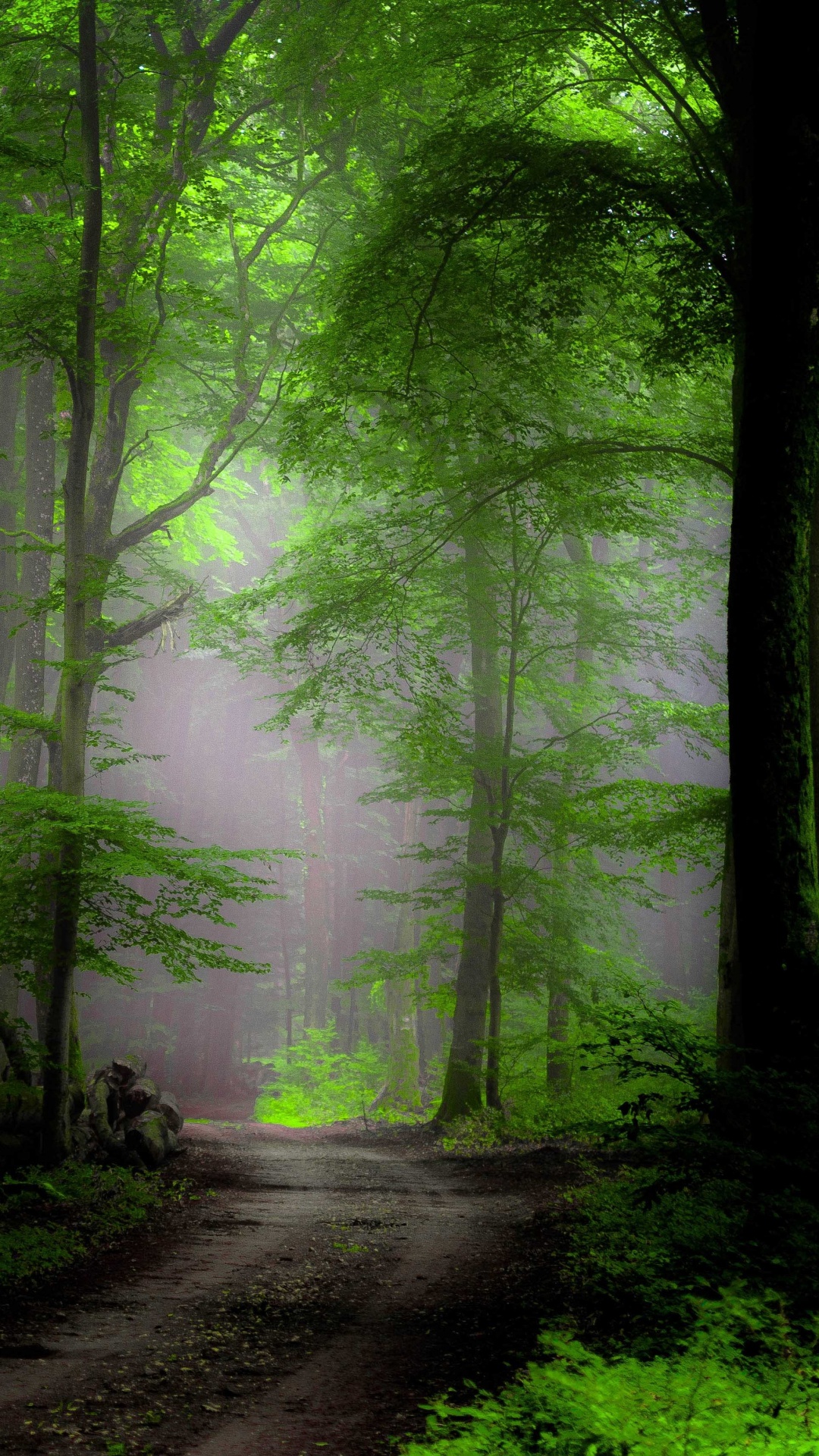 Обои фреска, лес, природа, дерево, зеленый в разрешении 1080x1920