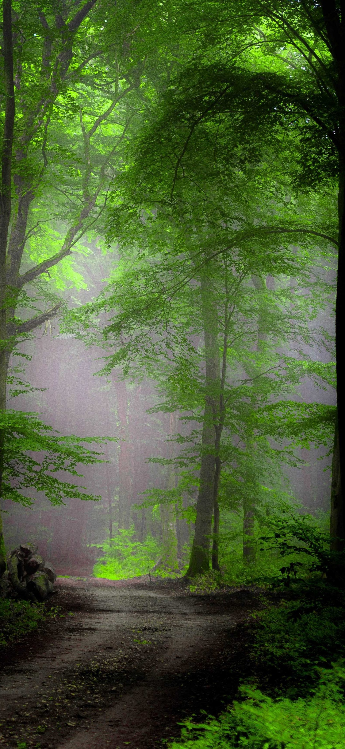 Обои фреска, лес, природа, дерево, зеленый в разрешении 1125x2436