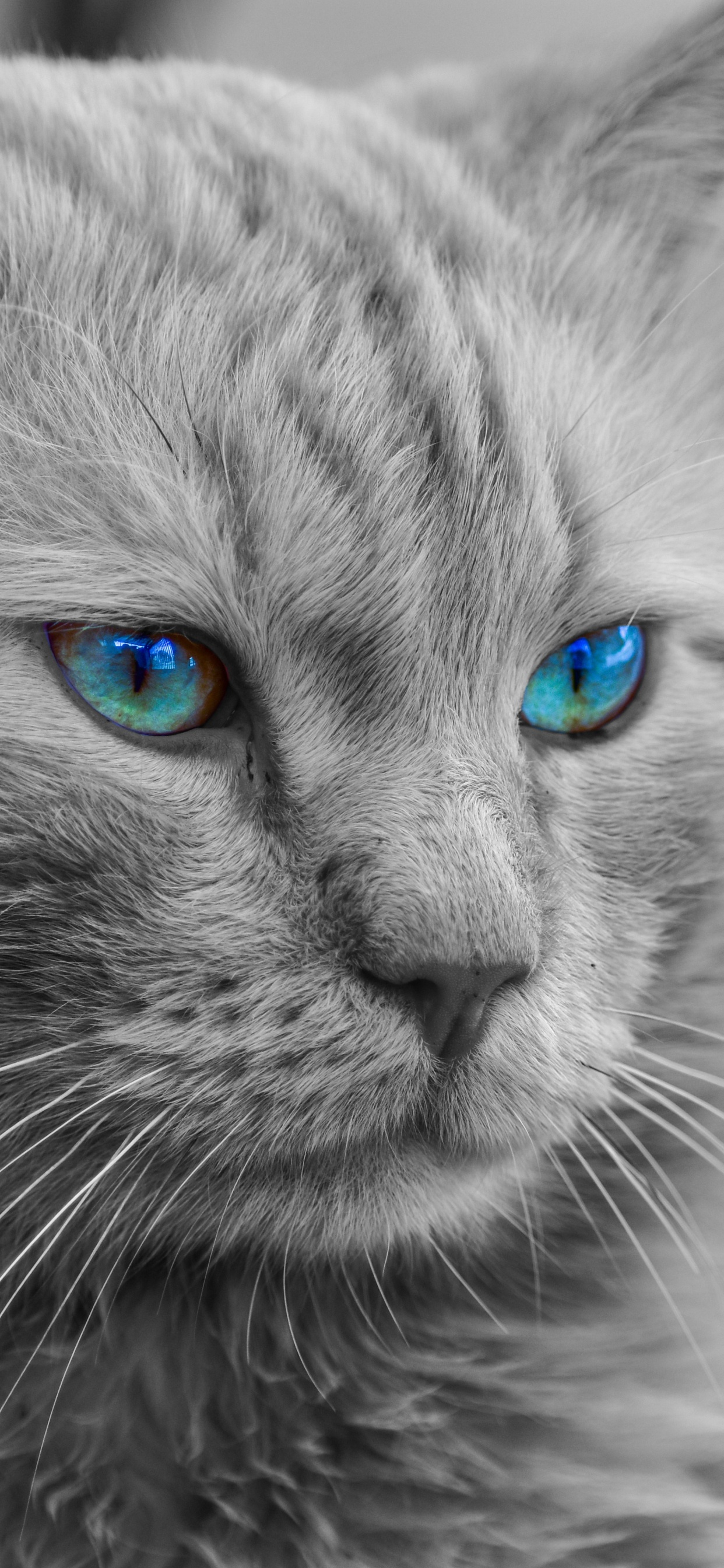 Обои мейн кун, кот, бакенбарды, кошачьих, синий в разрешении 1242x2688
