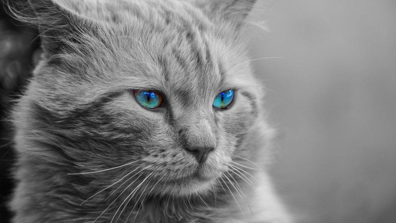 Обои мейн кун, кот, бакенбарды, кошачьих, синий в разрешении 1280x720