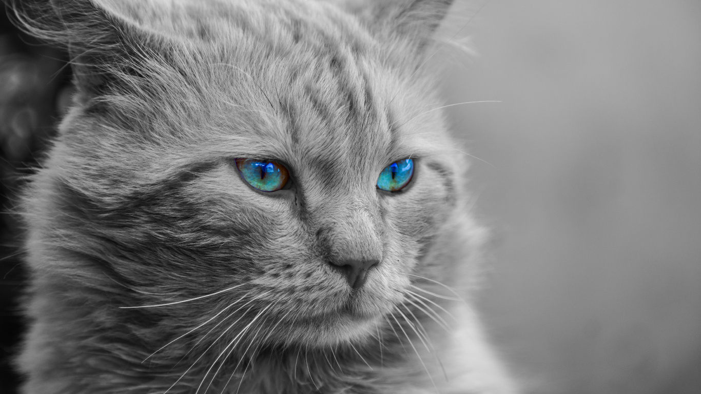 Обои мейн кун, кот, бакенбарды, кошачьих, синий в разрешении 1366x768