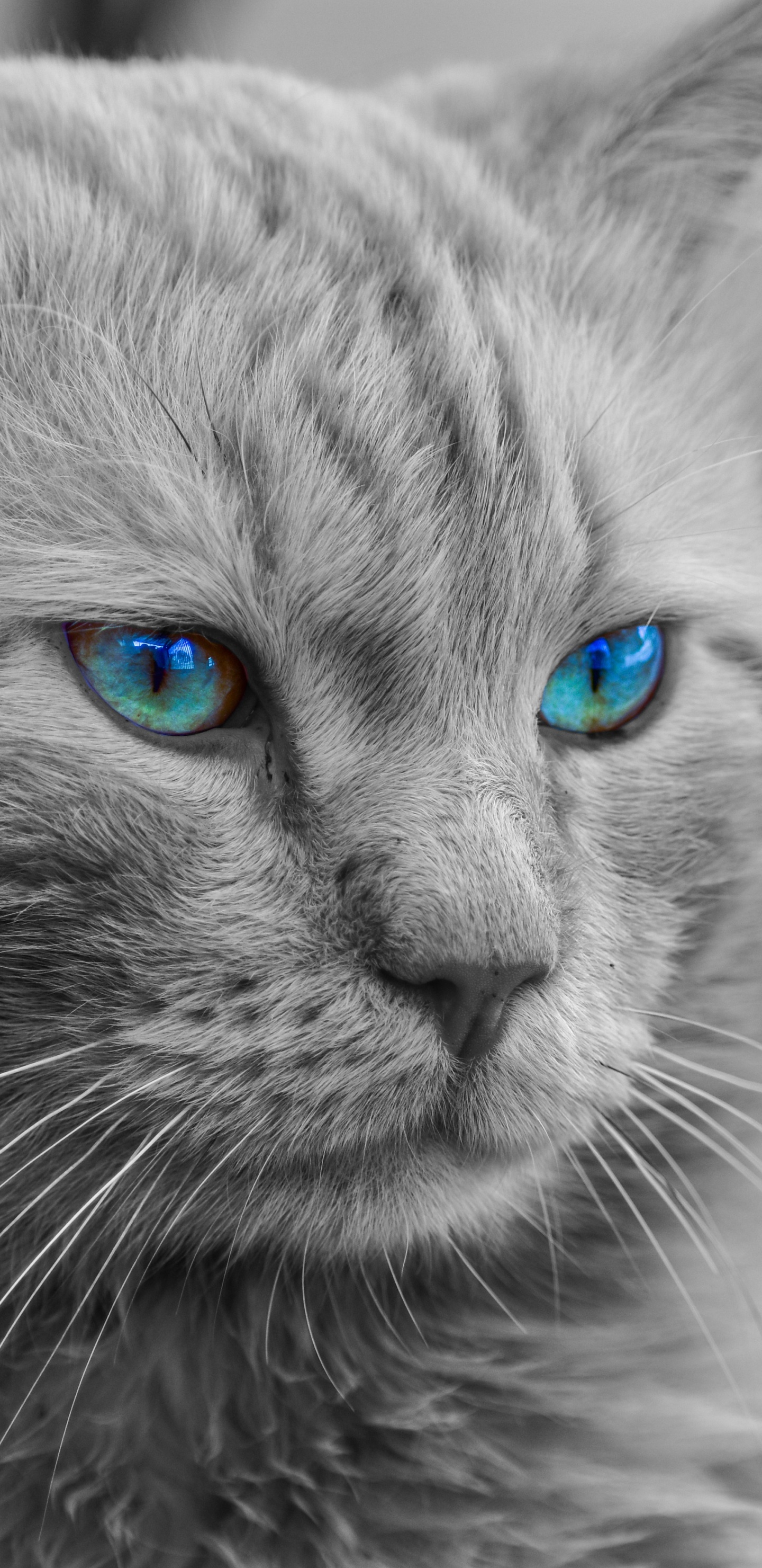 Обои мейн кун, кот, бакенбарды, кошачьих, синий в разрешении 1440x2960