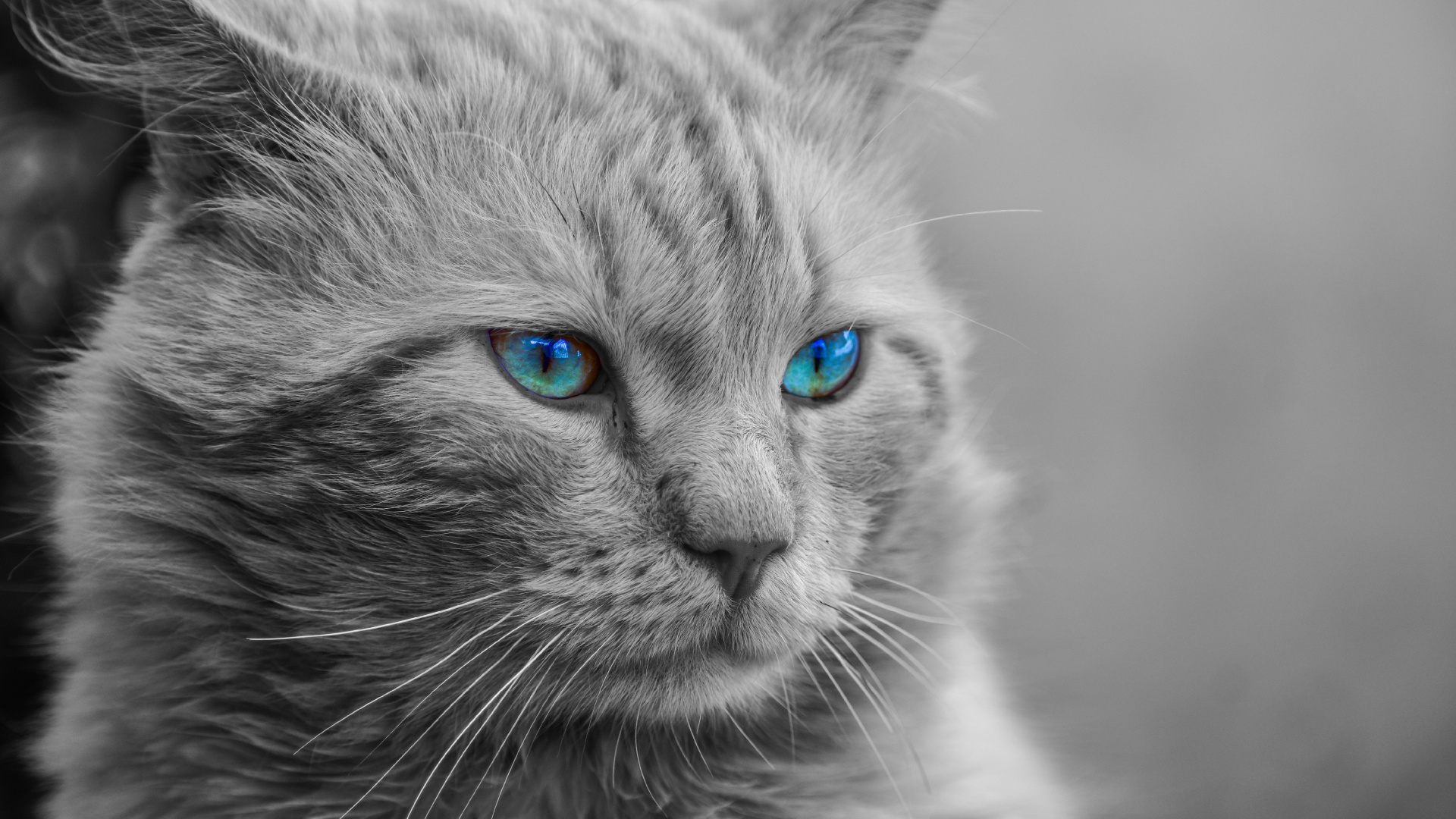 Обои мейн кун, кот, бакенбарды, кошачьих, синий в разрешении 1920x1080