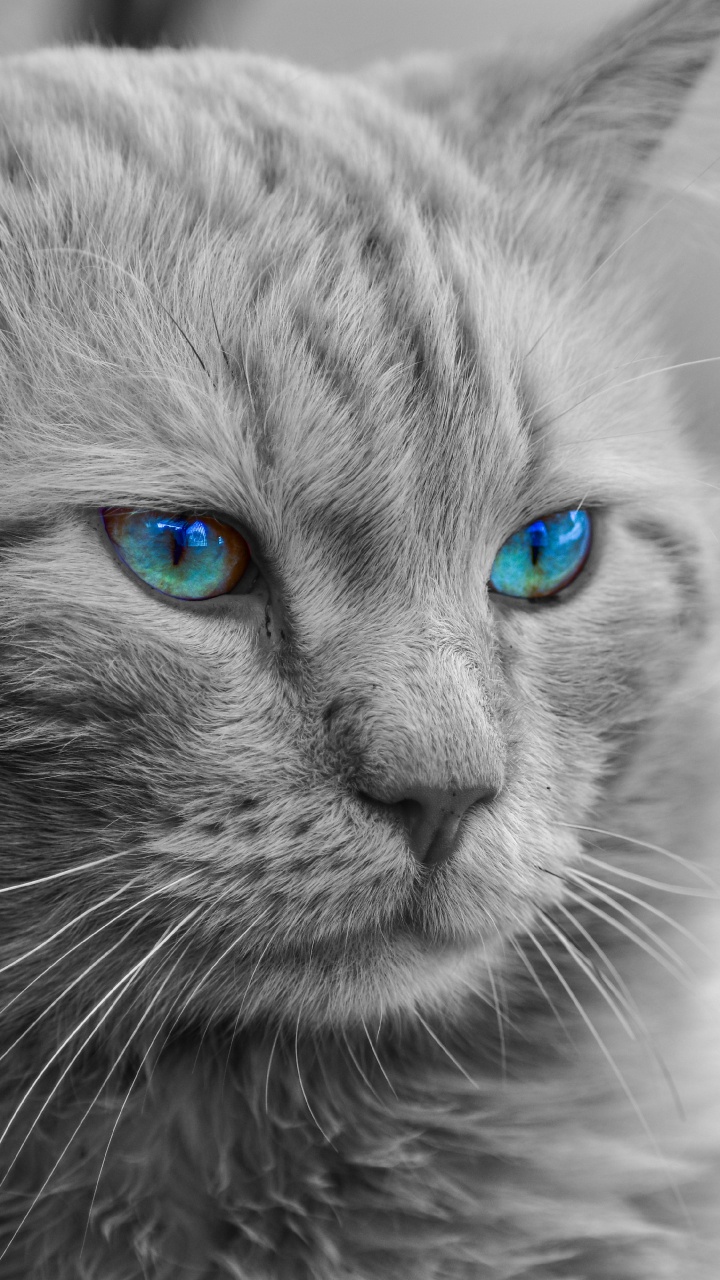 Обои мейн кун, кот, бакенбарды, кошачьих, синий в разрешении 720x1280
