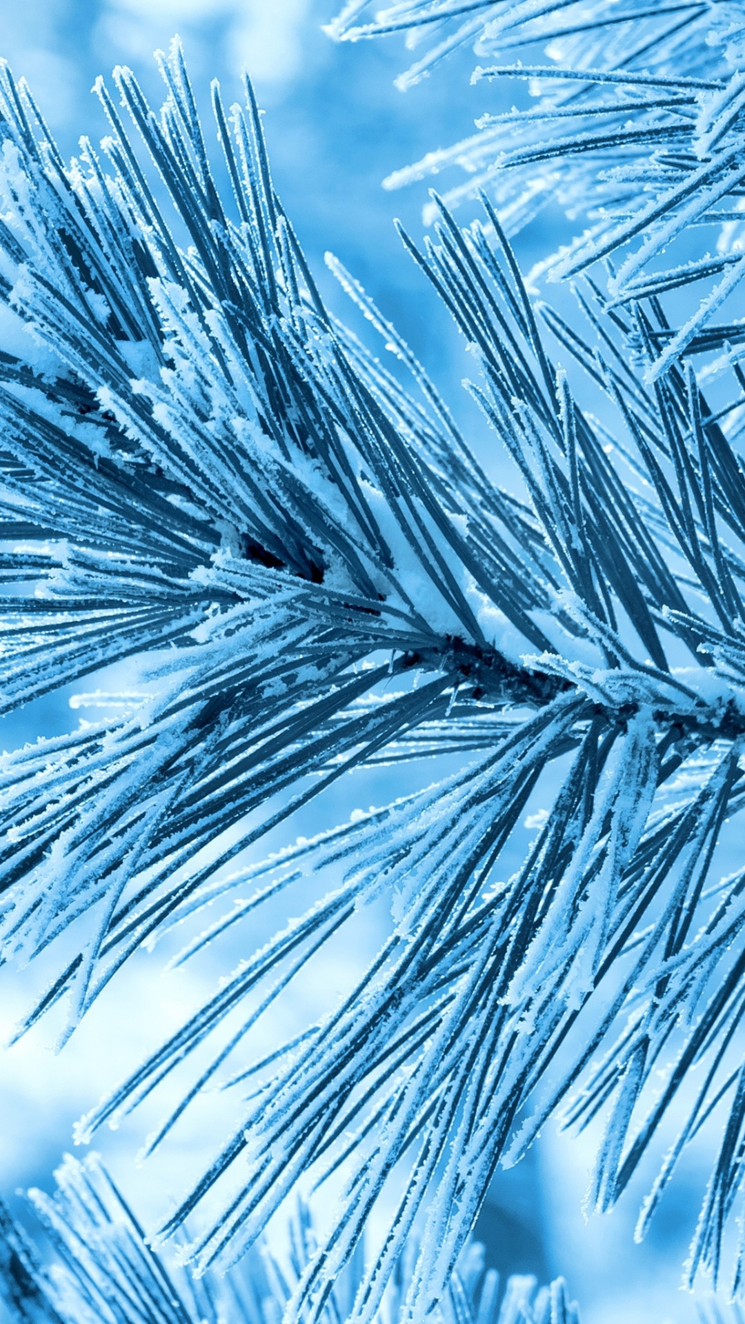 Обои сосна, мороз, дерево, синий, ветвь в разрешении 1080x1920