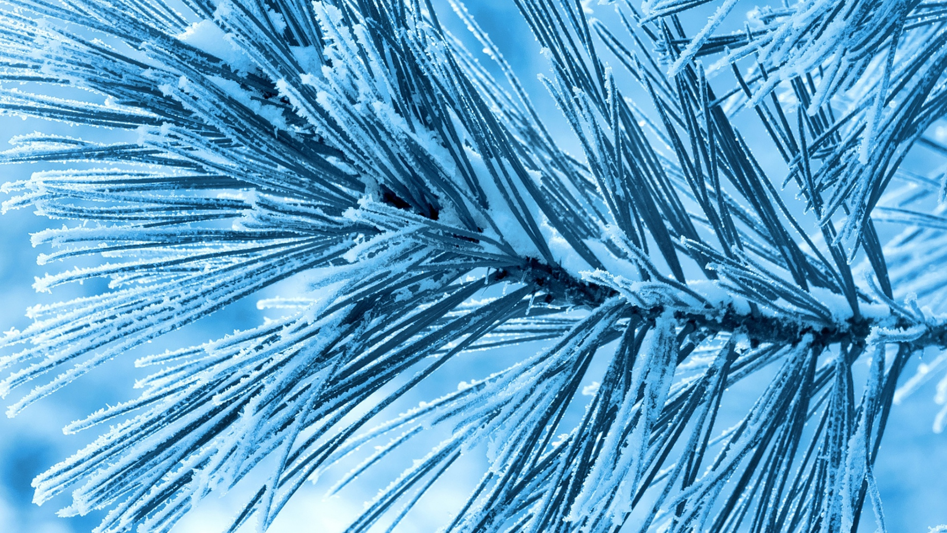 Обои сосна, мороз, дерево, синий, ветвь в разрешении 1920x1080