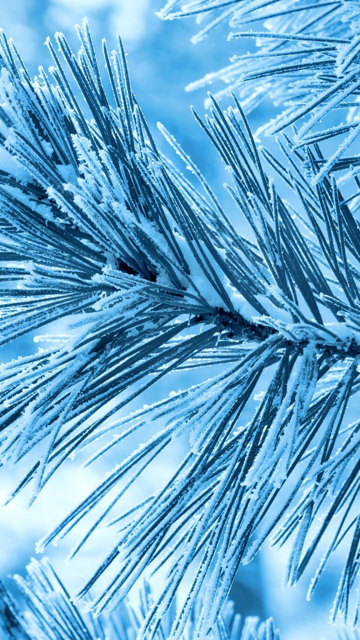 Обои сосна, мороз, дерево, синий, ветвь в разрешении 720x1280