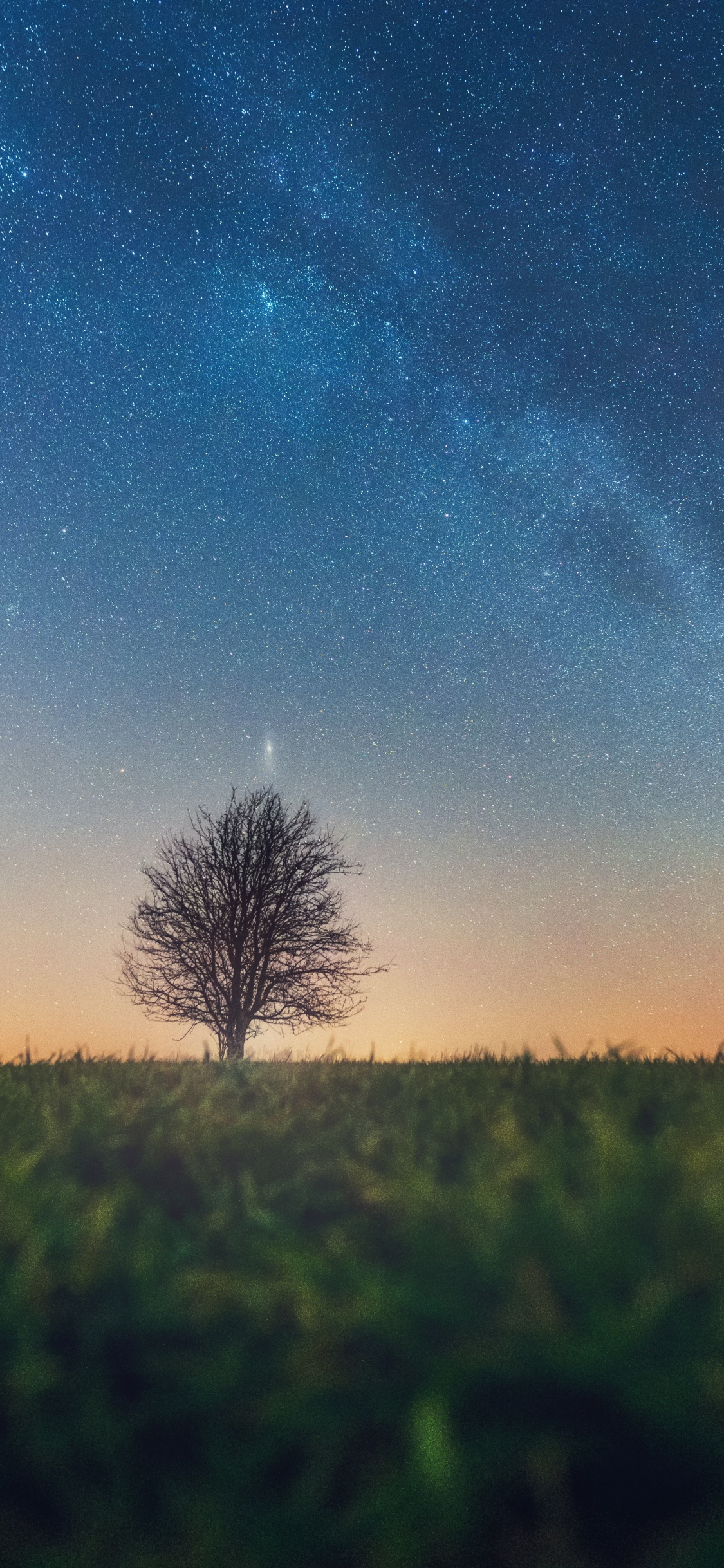 Обои дерево, природный ландшафт, облако, горизонт, атмосфера в разрешении 1125x2436