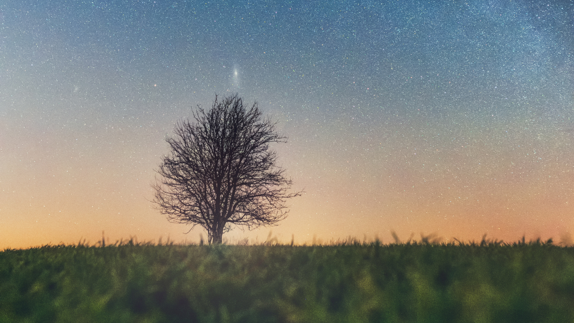 Обои дерево, природный ландшафт, облако, горизонт, атмосфера в разрешении 1920x1080