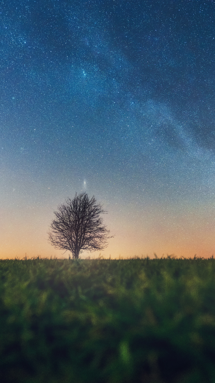 Обои дерево, природный ландшафт, облако, горизонт, атмосфера в разрешении 750x1334