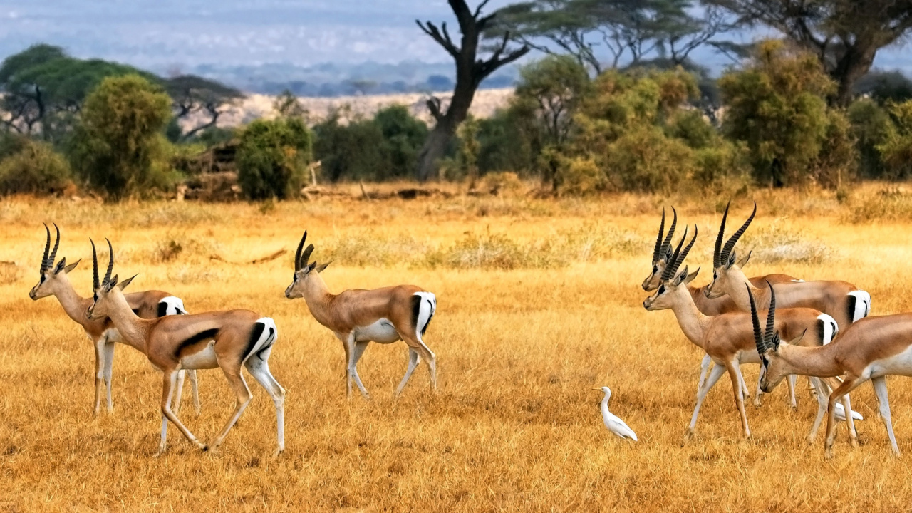 Обои живая природа, национальный парк, дикая местность, природный заповедник, сенокосное угодье в разрешении 1280x720