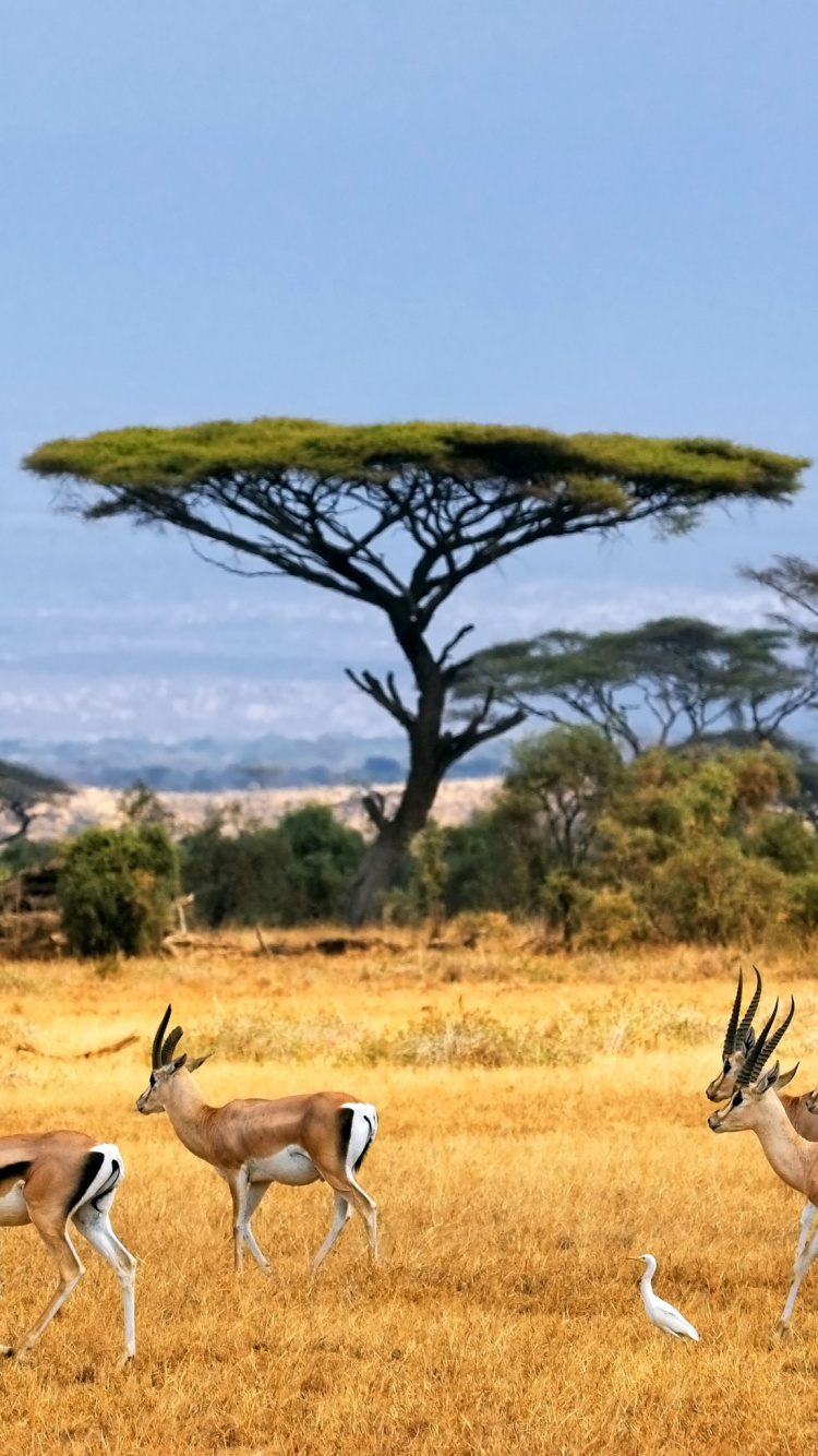 Обои живая природа, национальный парк, дикая местность, природный заповедник, сенокосное угодье в разрешении 750x1334
