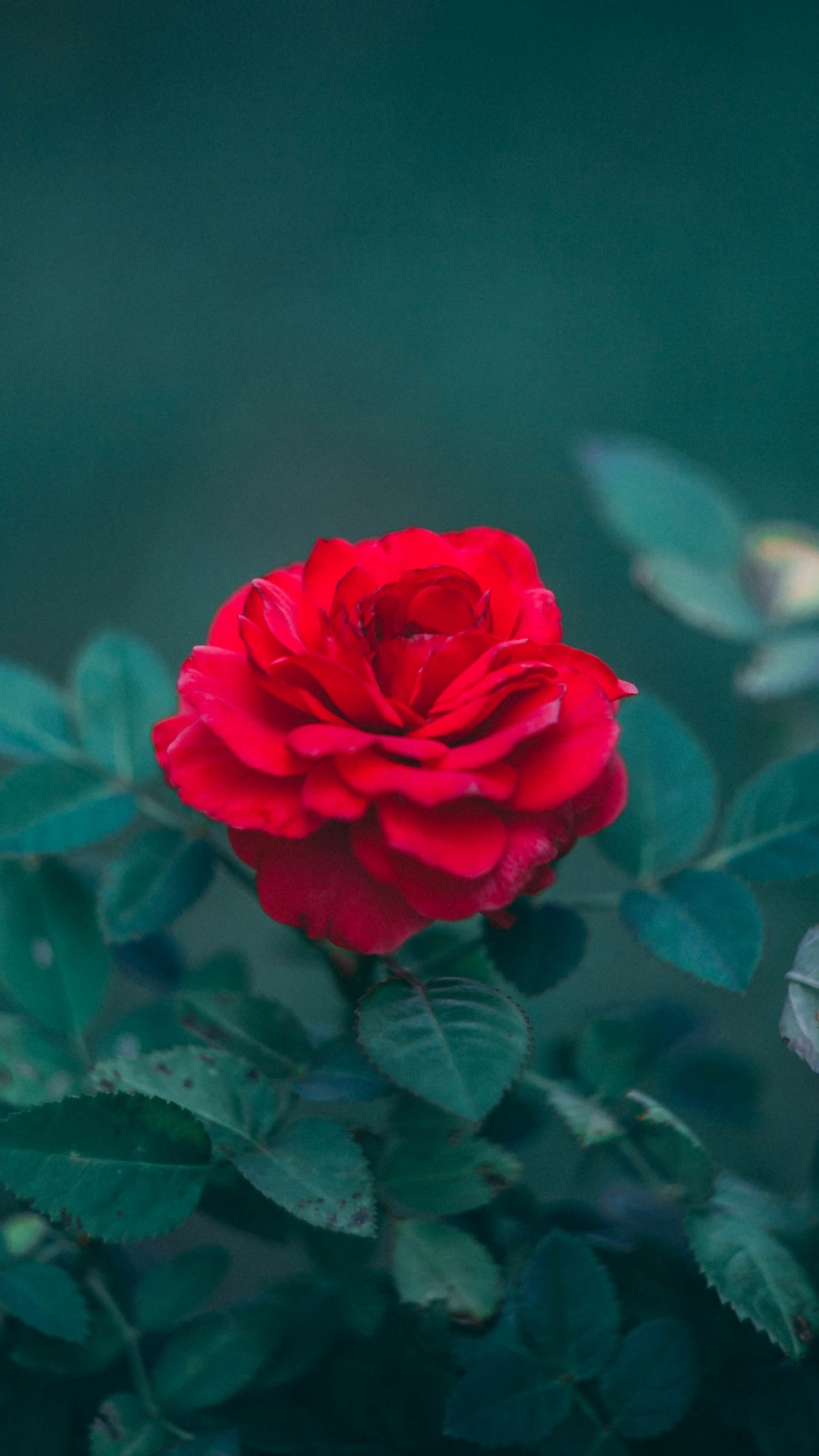 Обои Роза, цветок, цветковое растение, сад роз, красный цвет в разрешении 1080x1920
