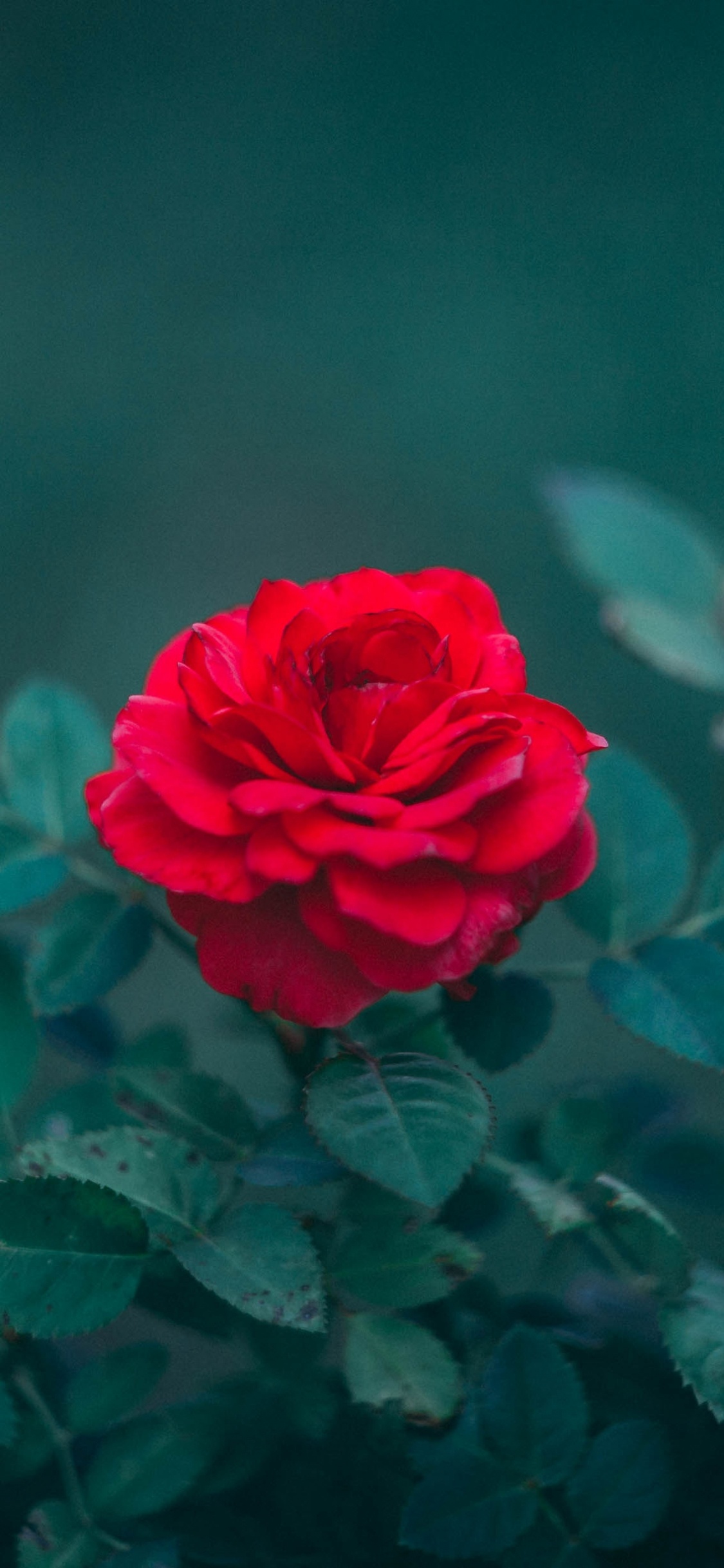 Обои Роза, цветок, цветковое растение, сад роз, красный цвет в разрешении 1125x2436