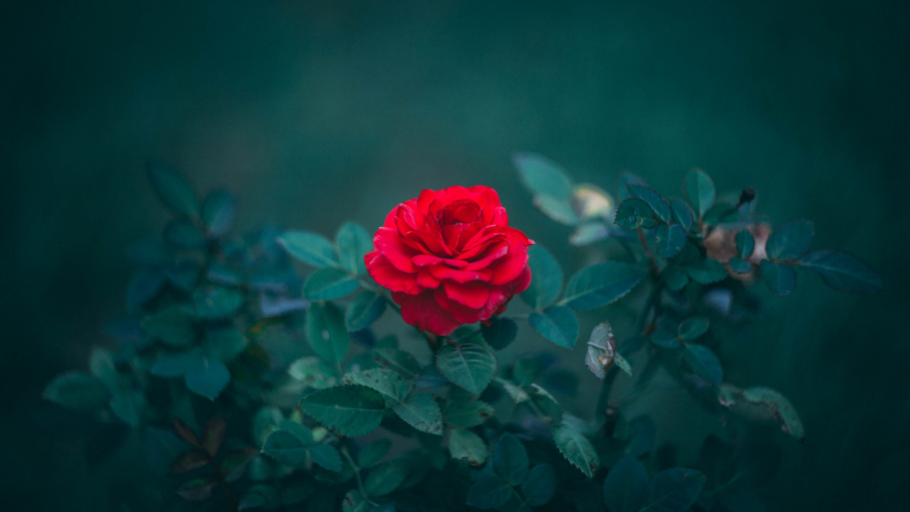Обои Роза, цветок, цветковое растение, сад роз, красный цвет в разрешении 1280x720