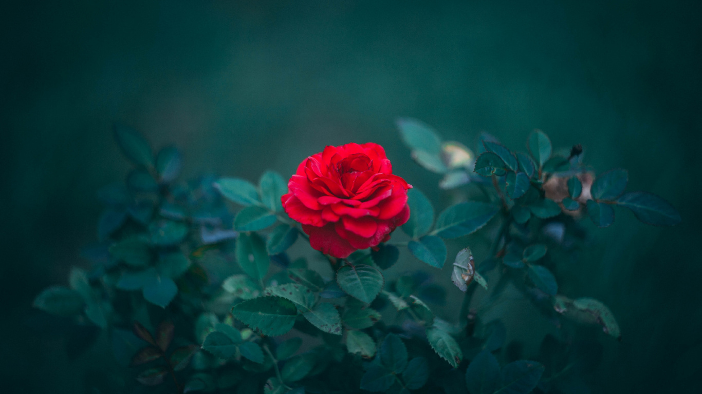 Обои Роза, цветок, цветковое растение, сад роз, красный цвет в разрешении 1366x768