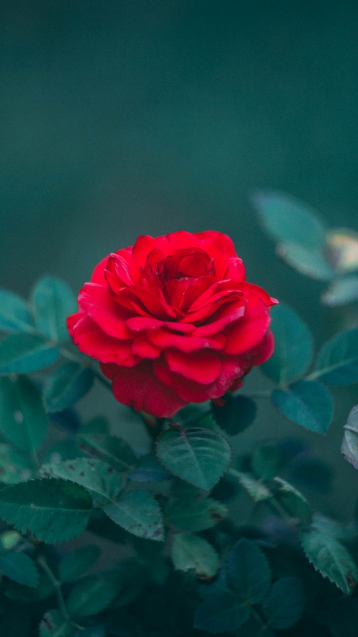 Обои Роза, цветок, цветковое растение, сад роз, красный цвет в разрешении 720x1280