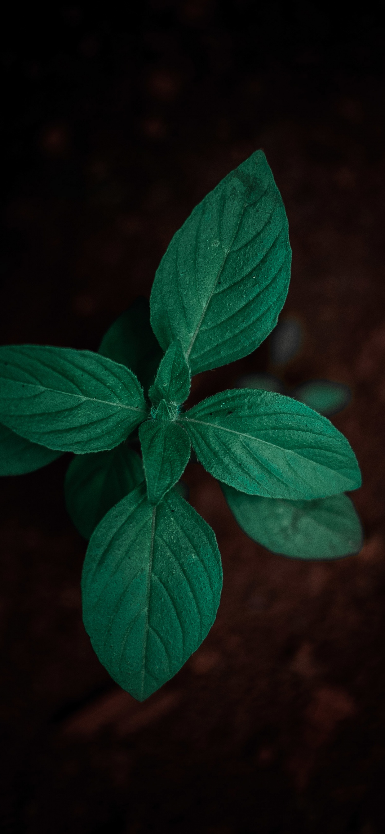 Обои базилик, цветок, растение, рассада, зеленый в разрешении 1242x2688