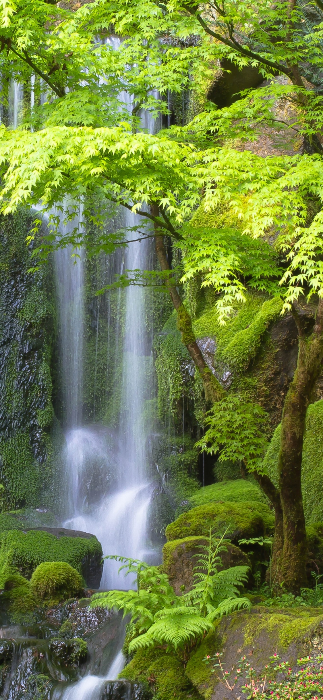 Обои Портлендский Японский Сад, водопад, водоем, природный ландшафт, природа в разрешении 1125x2436