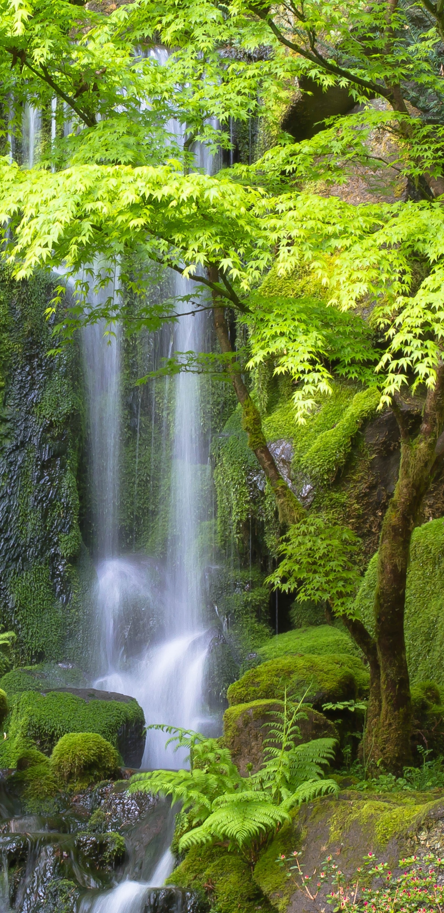 Обои Портлендский Японский Сад, водопад, водоем, природный ландшафт, природа в разрешении 1440x2960