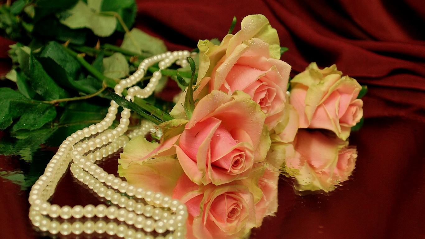 Обои Роза, жемчужина, сад роз, лепесток, срезанные цветы в разрешении 1366x768